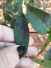 Mycosphaerella colorata