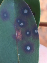 Mycosphaerella colorata