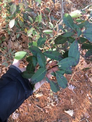 Mycosphaerella colorata