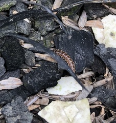 Asiomorpha coarctata