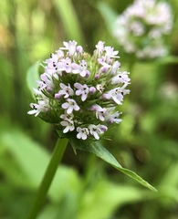 Plectritis congesta brachystemon