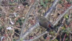 Phoenicurus frontalis