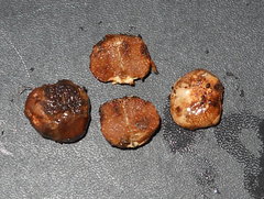 Castellanea pakaraimophila