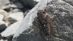 Amphipsalta strepitans