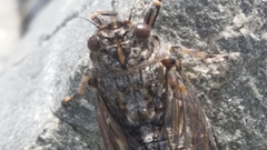 Amphipsalta strepitans