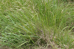 Dianella brevipedunculata