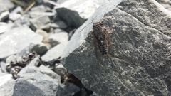 Amphipsalta strepitans