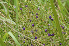 Dianella brevipedunculata
