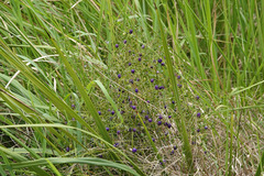 Dianella brevipedunculata