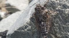 Amphipsalta strepitans