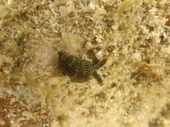 Thuridilla gracilis