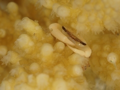 Tetralia nigrolineata