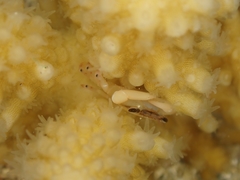 Tetralia nigrolineata
