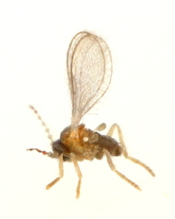 Micromyinae
