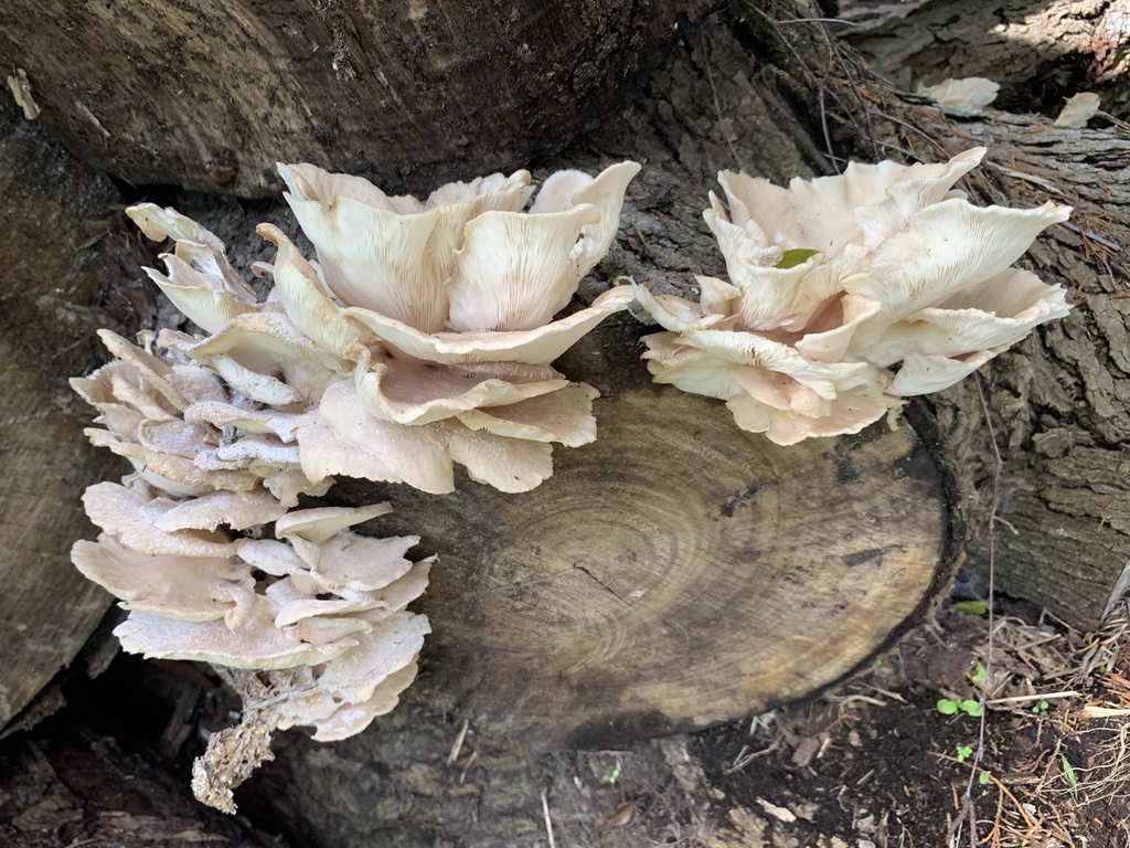 Oyster Mushrooms from Te Awa Road, Tamahere, Waikato, NZ on December 05 ...