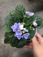 Streptocarpus ionanthus