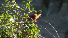 Heterophasia capistrata