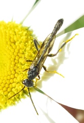Evanioidea