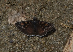Erynnis pacuvius