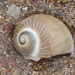 Spotted Sand Shell - Photo (c) Pete Woodall, some rights reserved (CC BY-NC), uploaded by Pete Woodall
