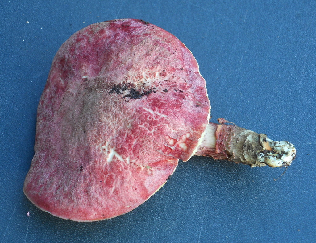 Singerocomus
