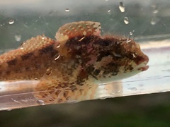 Oligocottus rubellio