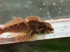 Oligocottus rubellio