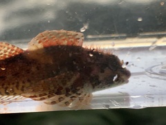 Oligocottus rubellio