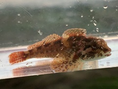 Oligocottus rubellio