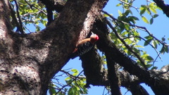 Dendrocopos hyperythrus