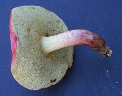 Singerocomus rubriflavus