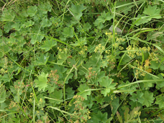 Alchemilla longipes