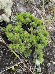 Tetramolopium filiforme