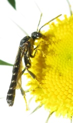 Evanioidea