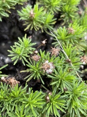 Tetramolopium filiforme