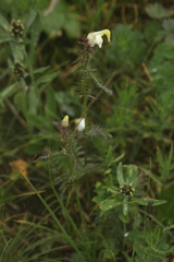 Pedicularis compacta