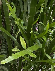 Muehlenbeckia platyclada