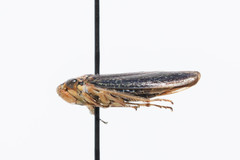 Graphocephala confluens
