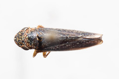 Graphocephala confluens