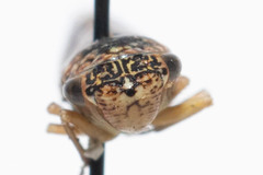 Graphocephala confluens