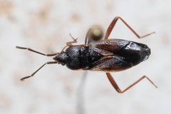 Eremocoris semicinctus