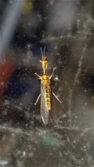 Spaminta minjerribae