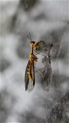 Spaminta minjerribae