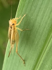 Euscyrtus concinnus