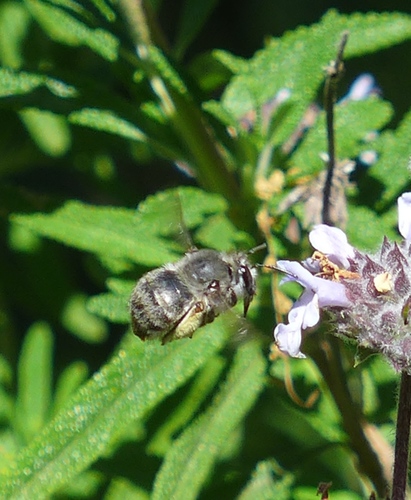 Habropoda depressa photo 6