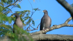 Patagioenas flavirostris