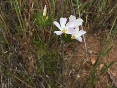 Leptosiphon grandiflorus