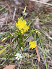Tricoryne simplex