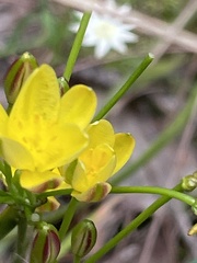 Tricoryne simplex