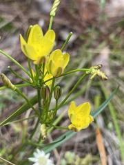 Tricoryne simplex